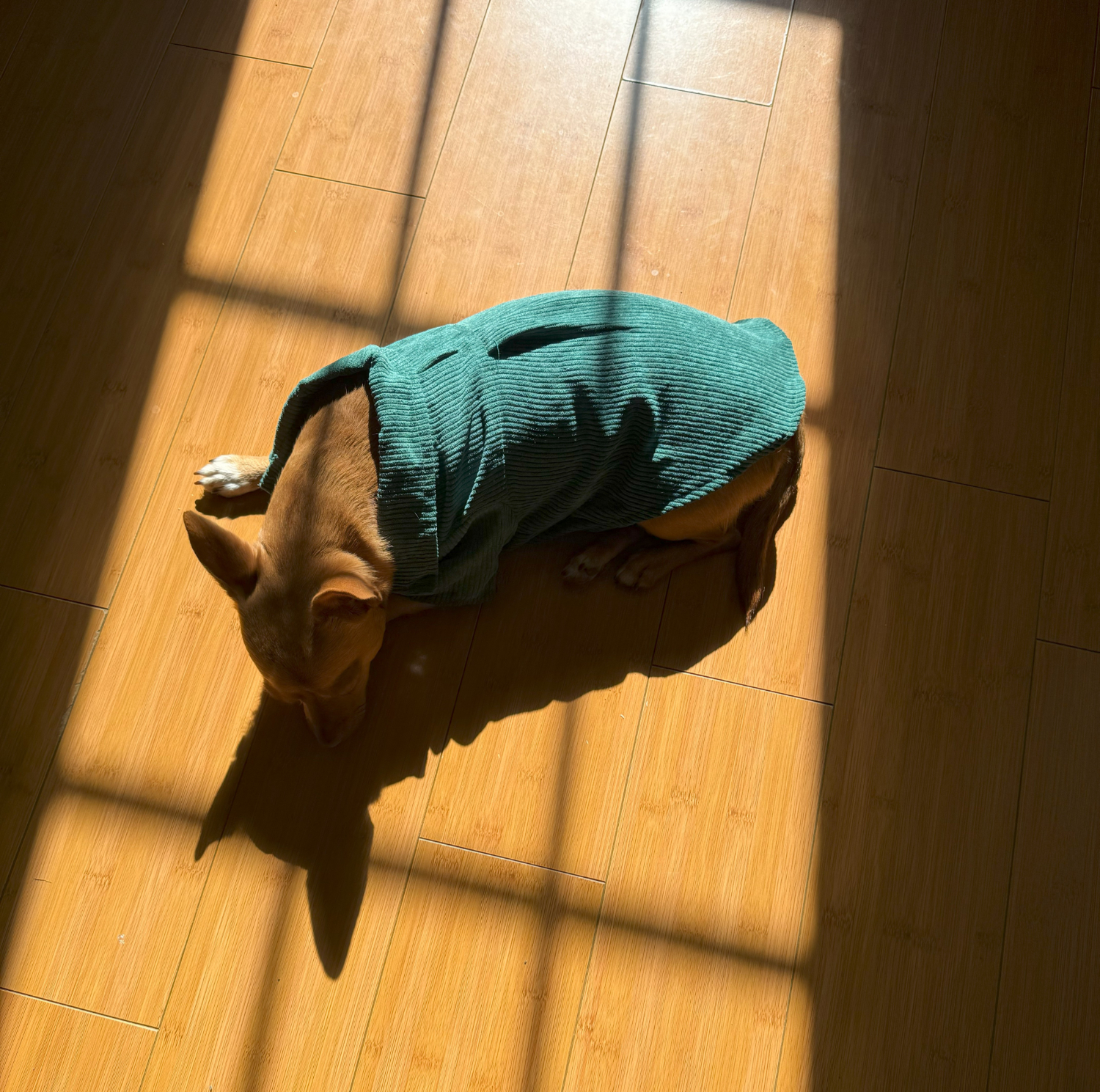 Poppy sleeping